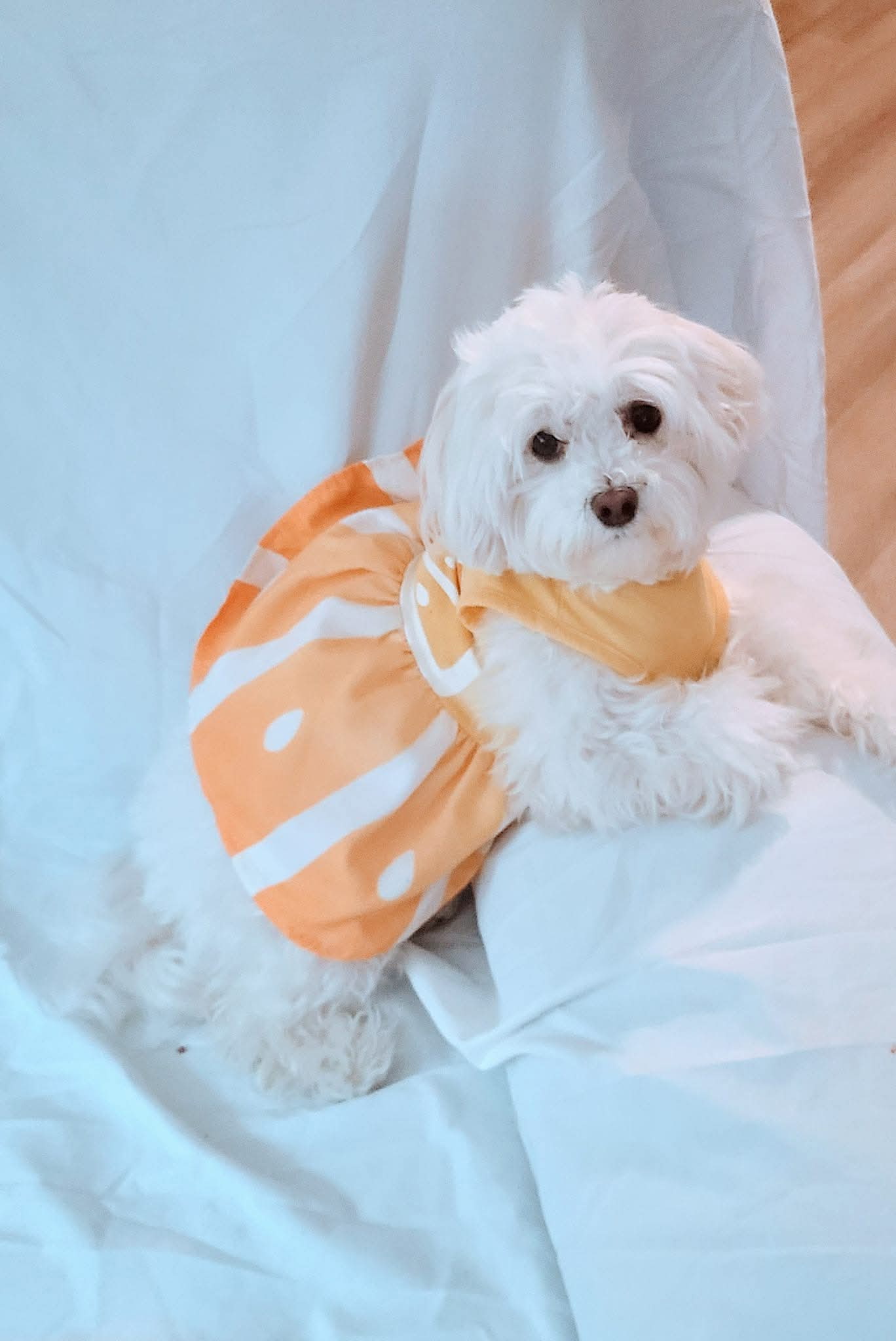 Precious Pups puppy