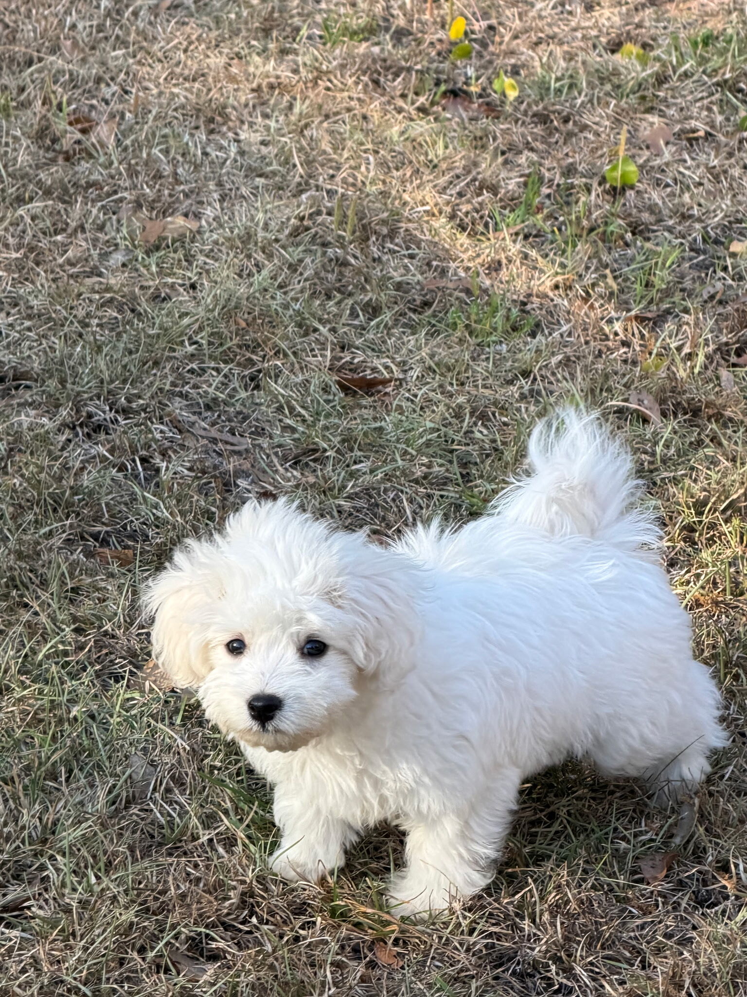 puppy