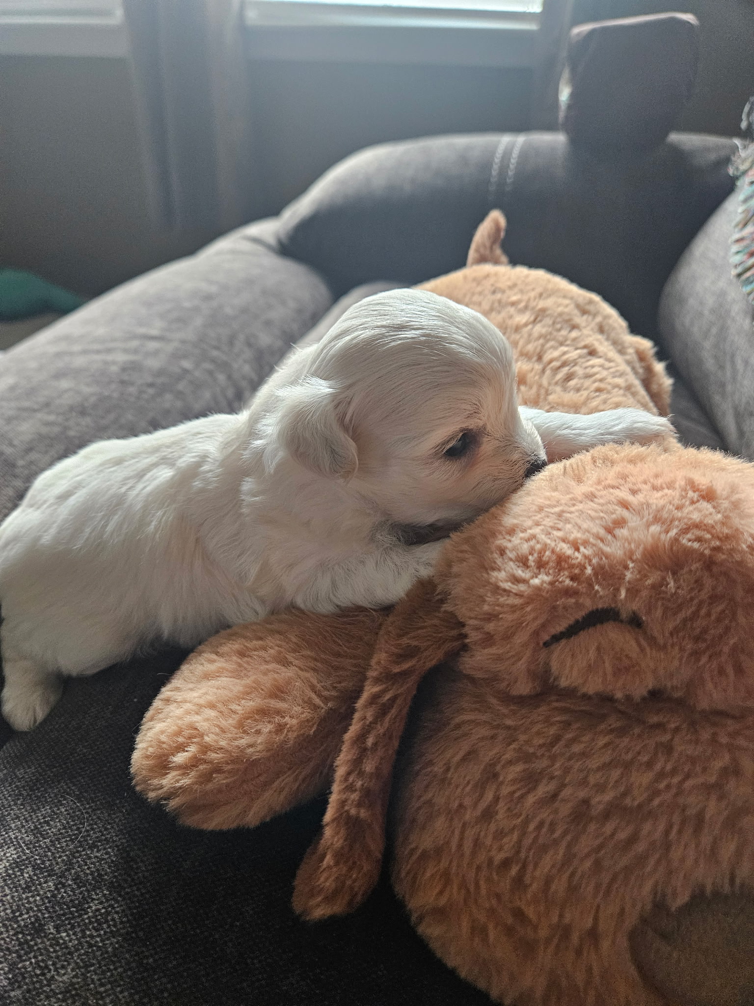 puppy