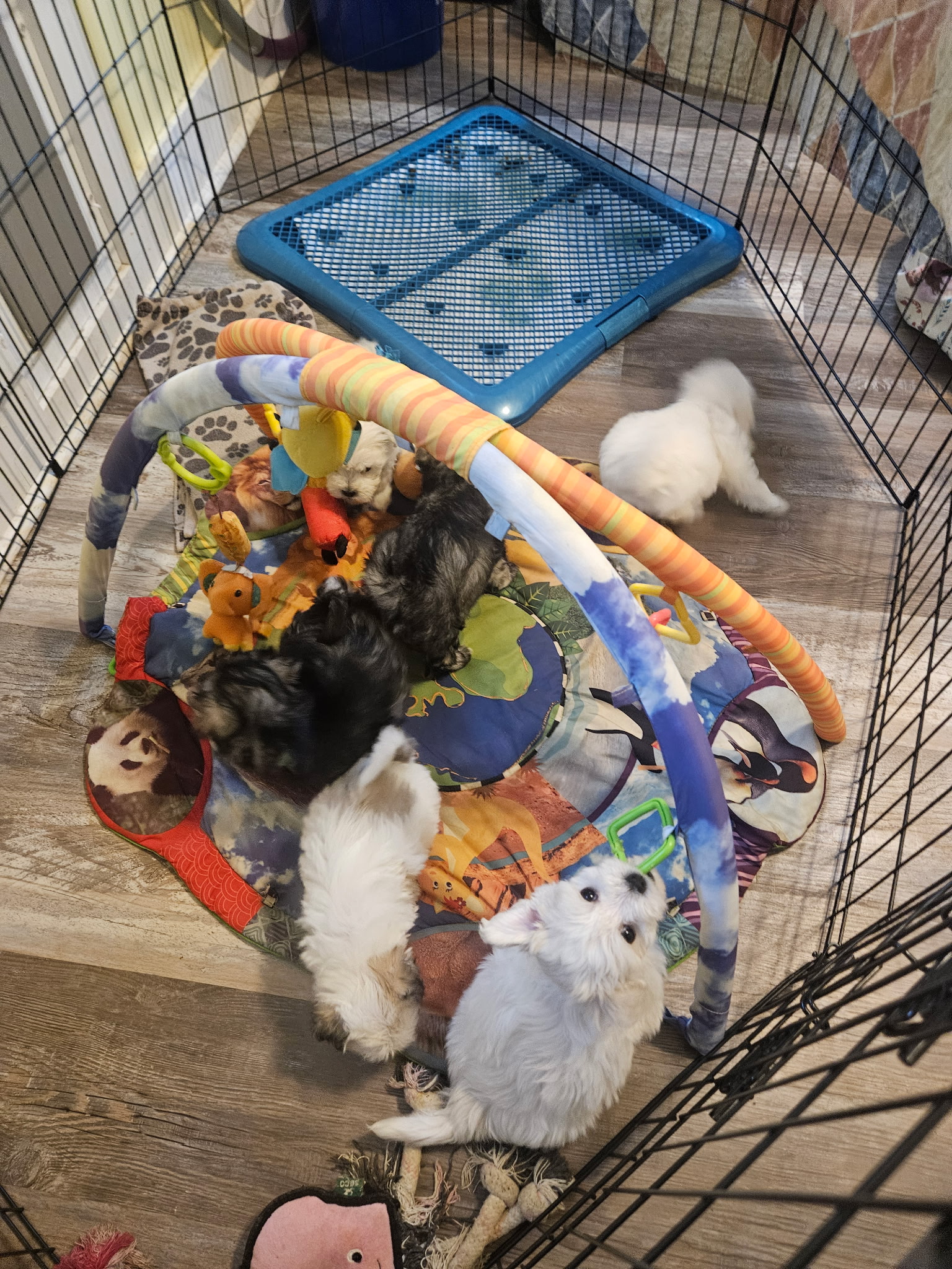 puppy