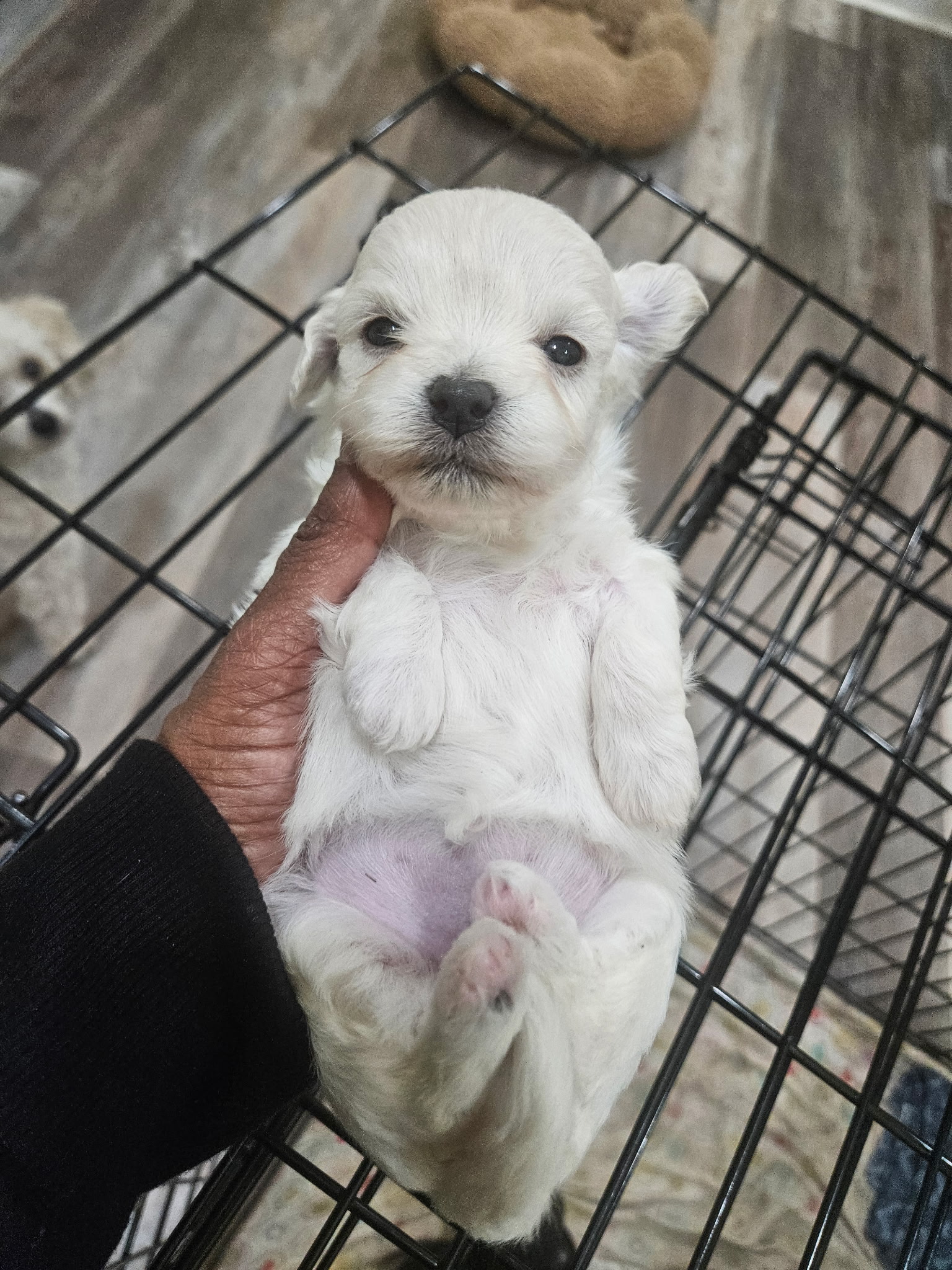 puppy