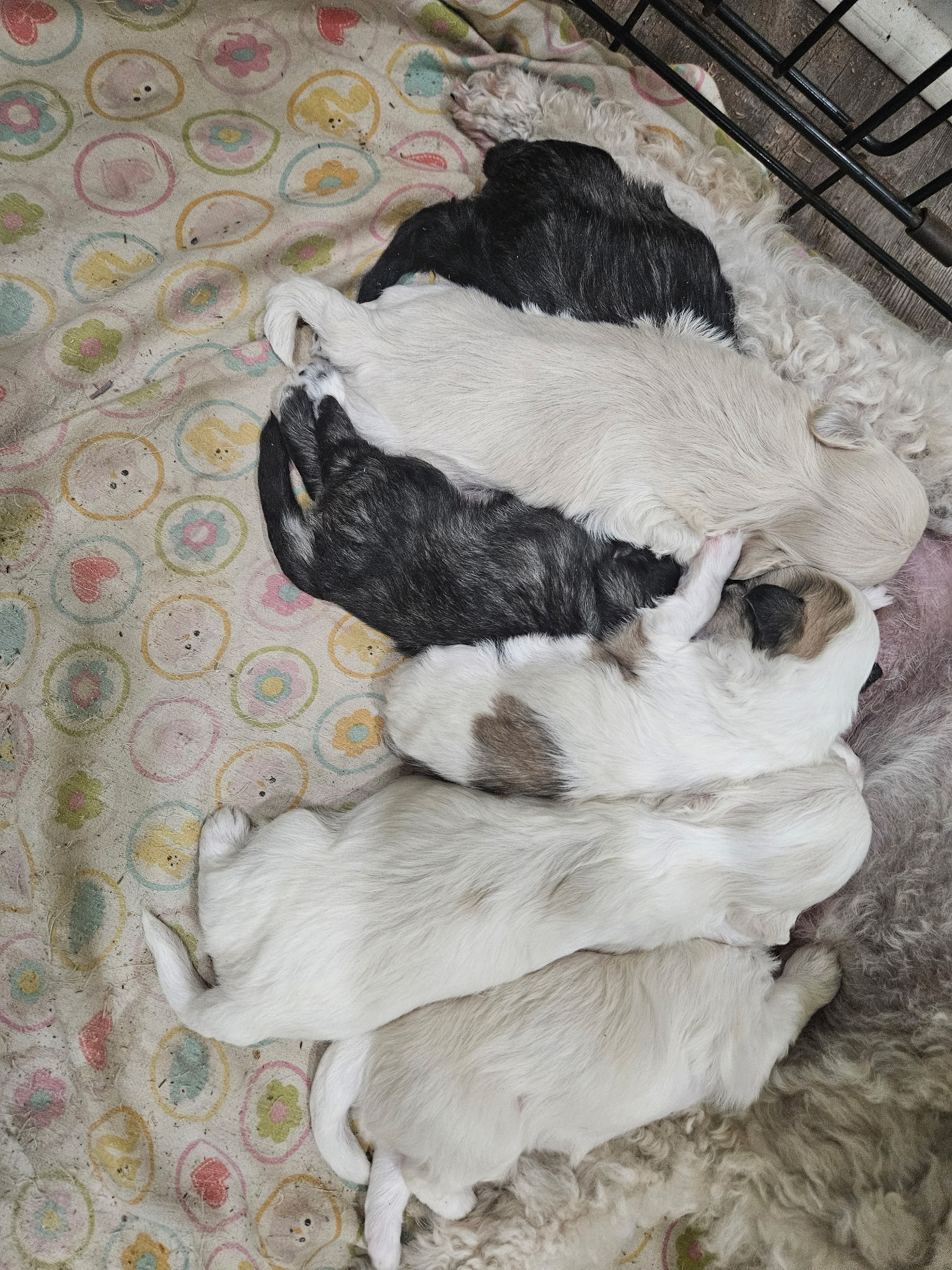 puppy