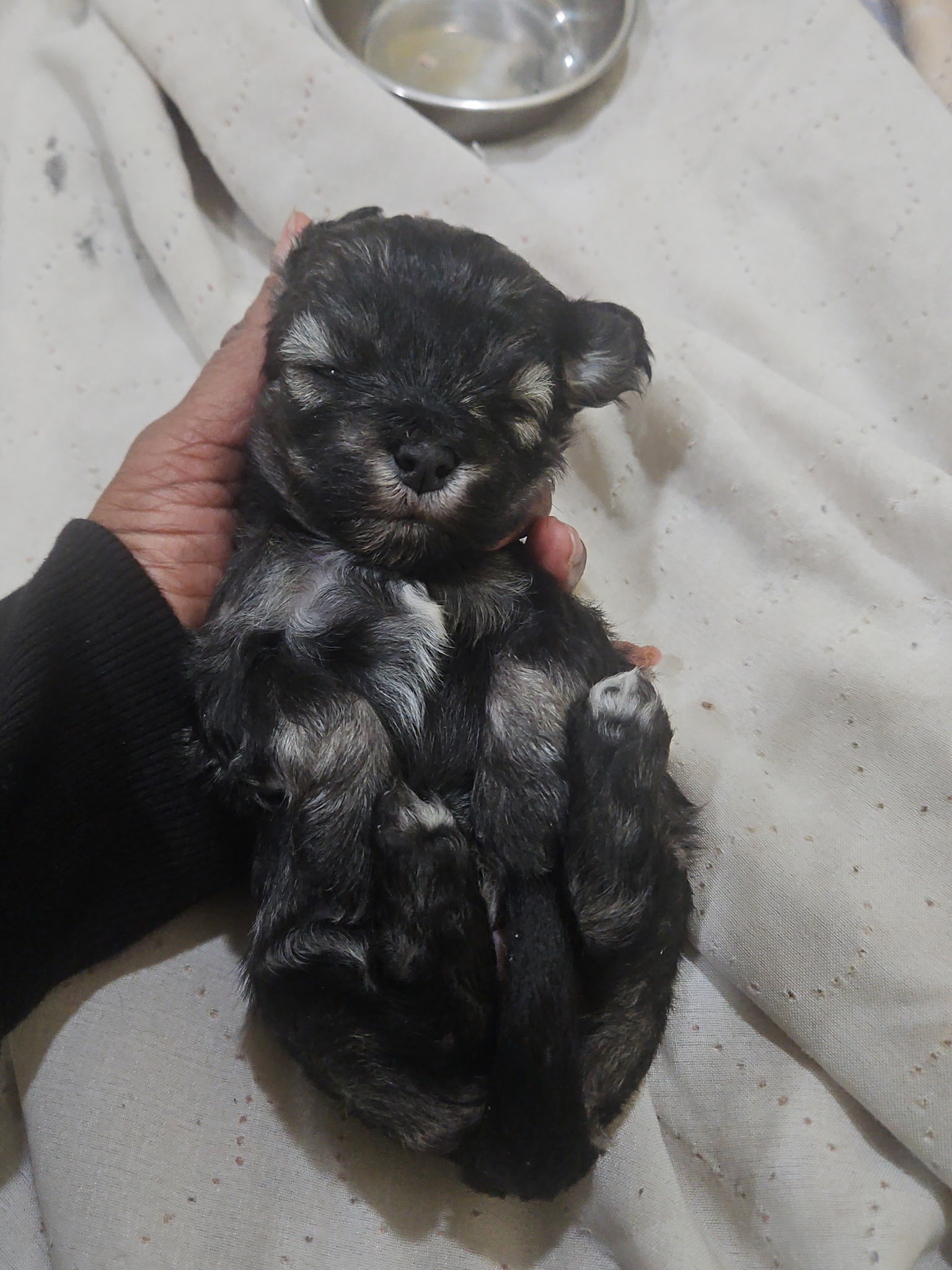 puppy