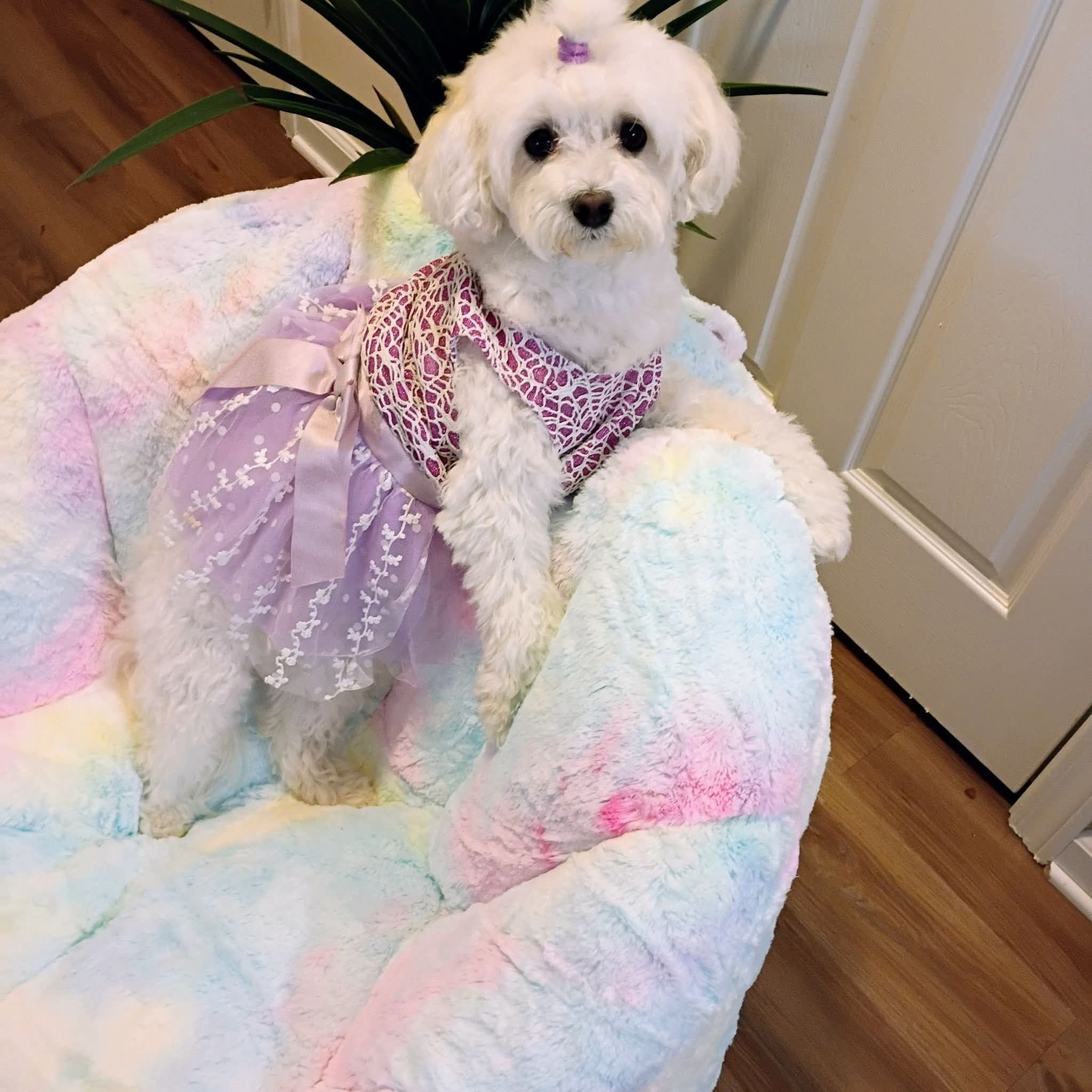 puppy