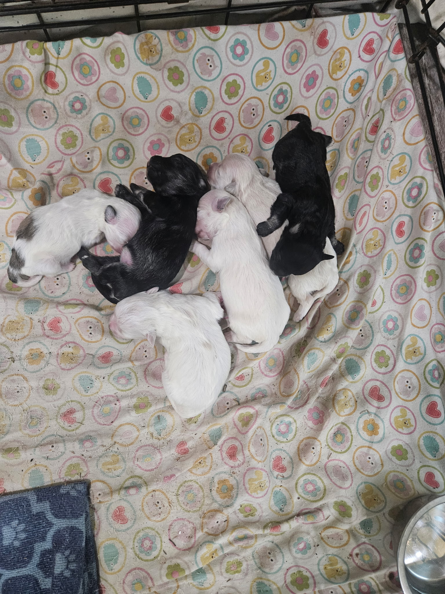 puppy